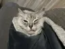 ostiwankenobi's Avatar