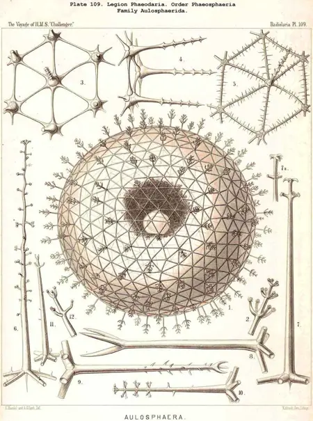 HMS Haeckel plates sdxl