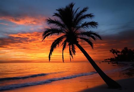 Tropical beach, dramatic sunset, black shilouettes of palm tree, black blue and orange only, professional photography, sky on fire, sun, vibrant
