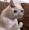 VikT0Rin0x's Avatar