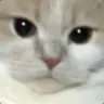 kokk955858's Avatar