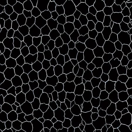 Medical Annotation: Corneal Endothelium Cells Masks v1.0