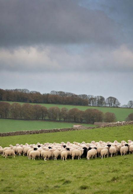 sheep on the sheep in a large field with the sheepfold in the background
