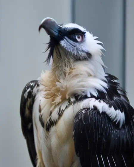 Bearded Vulture