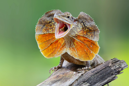 LizzardWheezard's Avatar