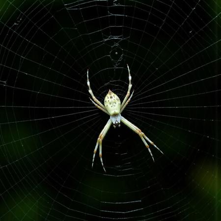 SPIDER WEB V1