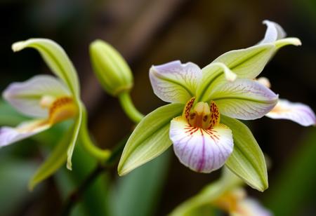 monkey orchid