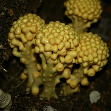 A creepy photo that will give me a feeling of Trypophobia,