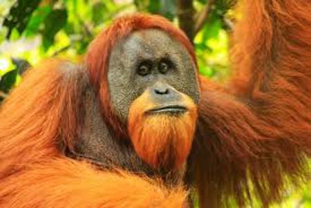 Ape_A5EF22DC's Avatar