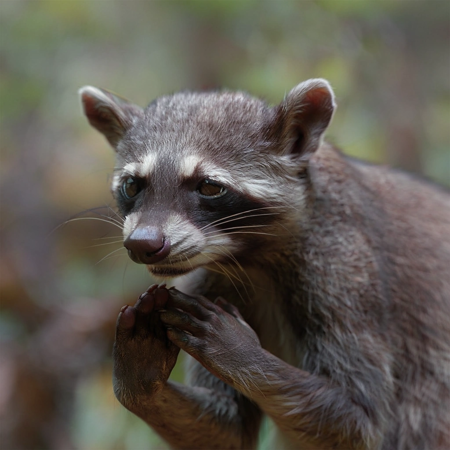 crab-eating RACCOON epoch20