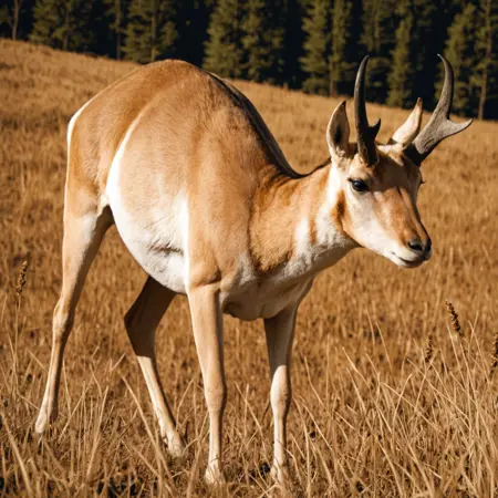Animal – Pronghorn (American Antelope) for PONY/IL
