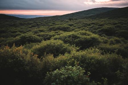 raw photo, a sunset landscape, Valdivian temperate forests, Chilean forest,  cozy, photorealistic, high detailed texture, 8k uhd, dslr, soft lighting, high quality, film grain, Fujifilm XT3, Sony A7 IV, highly detailed photography, (muted colors, cinematic, dim colors, soothing tones:1.2), vibrant, insanely detailed, hyperdetailed, (dark shot:1.2), (vsco:0.3), (intricate details:0.9), (hdr, hyperdetailed:1.2) (highest coherency: 1.39) (highest quality: 1.39) (rule of Thirds) (award winning) (breathtaking) (masterclass) (vibrant color: 0.79) (raining)