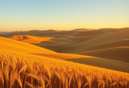 "Rolling Hills with Wheat Fields in Golden Hour"
Painters: Don Eddy (vivid textures in wheat), Adolfo Fernandez Rodriguez (soft light on hills), Doug Bloodworth (deep, cinematic shadows).
Description: Golden wheat fields stretching across rolling hills as the sun sets, each stalk catching the warm light, with crisp, defined textures and rich shadows.