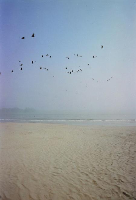 soaked_tea_brand, a foggy beach somewhere in asia with birds in the sky, soft shadows, filmgrain