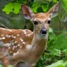 deerst's Avatar