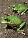 frogggn's Avatar