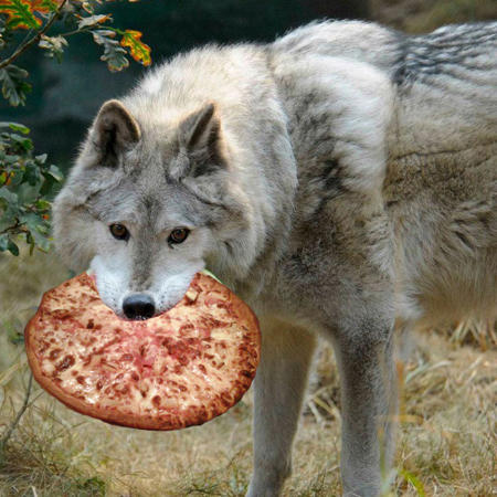 A_bigger_simp_wolf's Avatar