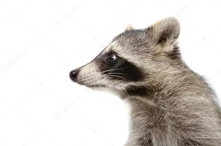 evasiveAddition's Avatar