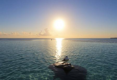 score_9, score_8_up, score_7_up, photo Quality, scenic setting of a calm Caribbean bay at sunset.  The water is crystal clear.  The sun is reflect off of the water.  A seagull sits on a rock in the middle of the bay