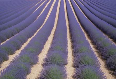 A lavender field under a blue sky in Provence, with rows of purple flowers stretching to the horizon, aerial perspective, showing the vastness of the landscape, in the style of nature photography