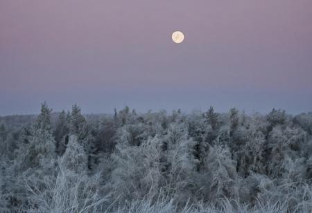 conniferous forest with low grass with heavy dew, heavy autumn frost, sky background with full moon in a cloud which makes it slightly muddled