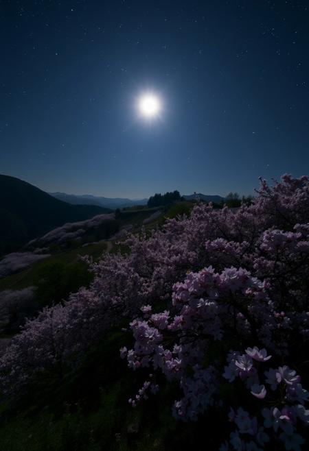 An incredibly beautiful garden of blooming sakura on the mountain slopes, illuminated by a bright moon, a dark night, a very starry sky, many bright stars in the sky.