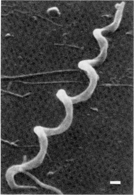 Bacterial_Inflammation's Avatar