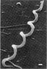 Bacterial_Inflammation's Avatar