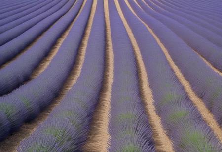 A lavender field under a blue sky in Provence, with rows of purple flowers stretching to the horizon, aerial perspective, showing the vastness of the landscape, in the style of nature photography