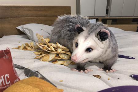 masterpiece, best quality, highres,solo, opossum <lora:opossum:0.8>
potato chips,