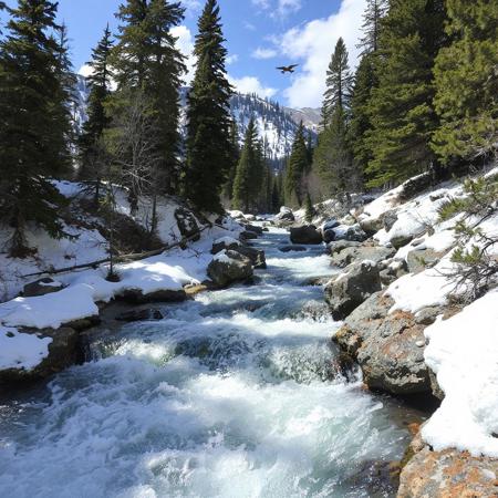 Spring melt, melting snow creates rapids down past the timberline, submerging half a foot of the trunks of evergreens, splashing off the rocks on the way down, 45 degree slope, birds take to the air, sunny, few clouds