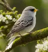 SilverSparrow's Avatar