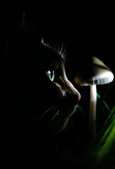 GrassShrooms_(Dark/Low Key/Night photography - Psilocybe semilanceata in grass)