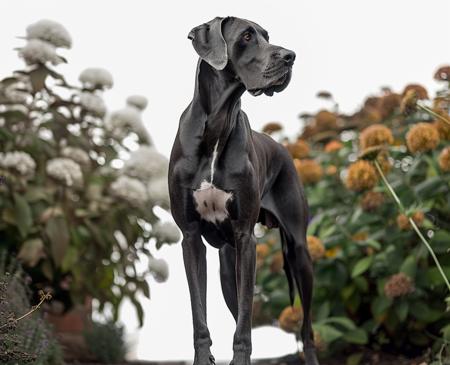 Great Dane (Pony-Version) Great Dane
