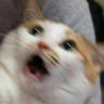 naftbkc