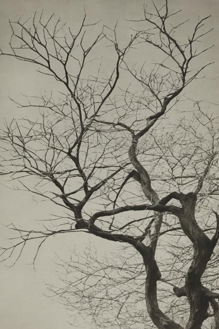 monochrome, traditional media,treeï¼ branches  <lora:langjingshan-000005:0.9>