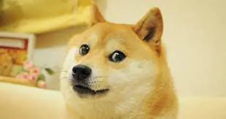 Find_my_doge's Avatar