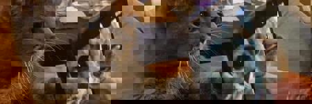 Joe_Burger's Avatar