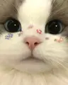 WilliamsS's Avatar