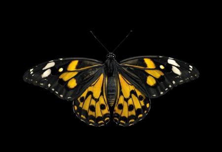 "Describe the image of a Queen Butterfly Danaus in detail, focusing on its coloration, body segmentation, and the artistic quality of the rendering. Highlight the contrast between its black body, yellow/brown spots, and white thorax markings. Note the dark gray background and the insect's central, unobstructed position. Incorporate technical terms like 4K resolution, Octane Render, and Unreal Engine 5, as well as artistic styles (Raphael, Houdini). Ensure the description reflects the butterfly's lifelike details, dynamic pose, and the image's alignment with CGSociety and Artstation trends. Structure the response as a paragraph with bullet points for clarity, keeping it concise."