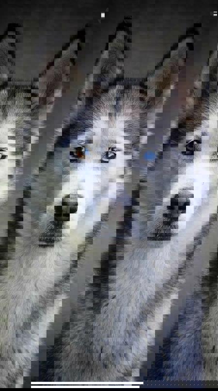 Preshous's Avatar