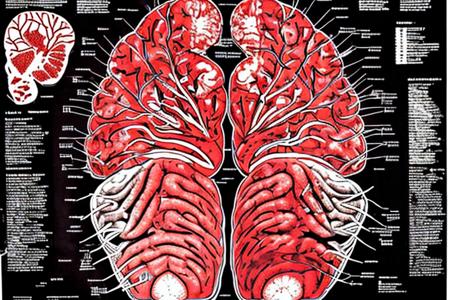 x-ray anathomy of a humany brain, anatomy, technical medical poster DISASSEMBLY DIAGRAM  <lora:yushuang:1>