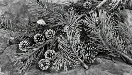 Ansel Adams Photography