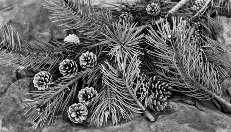 Ansel Adams Photography Ansel Adams Z Image Turbo