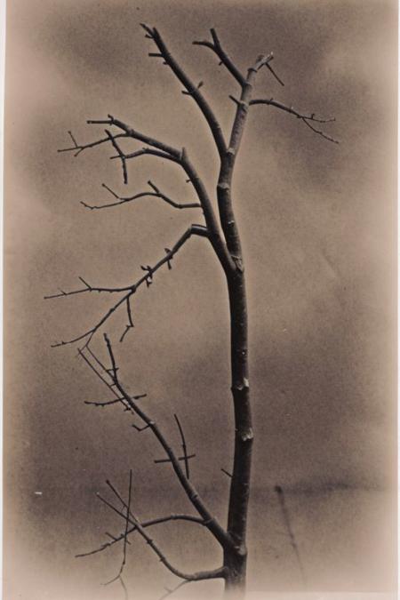 lith_tura_PE, old tree, foggy