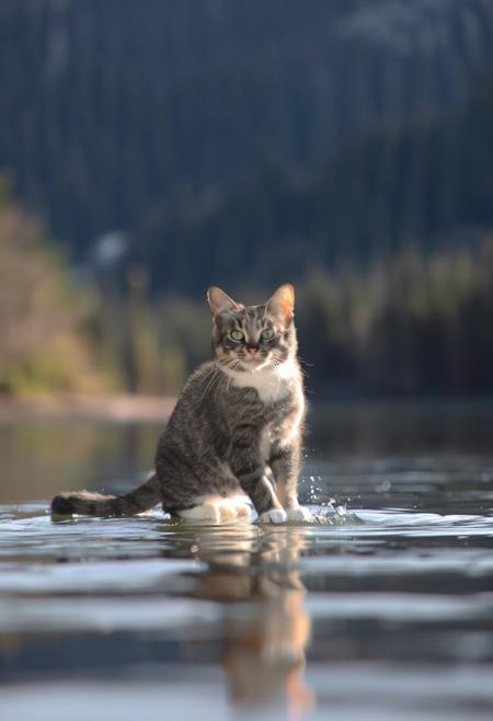 chat qui volent au decut d un lac au mieu foret verdoyante