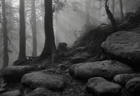Black and white video. Dark, mysterious forest, light fog and a rare glimmer of sunlight. We see drawings made many centuries ago on the rocks. Ancient monsters are drawn on the rocks.