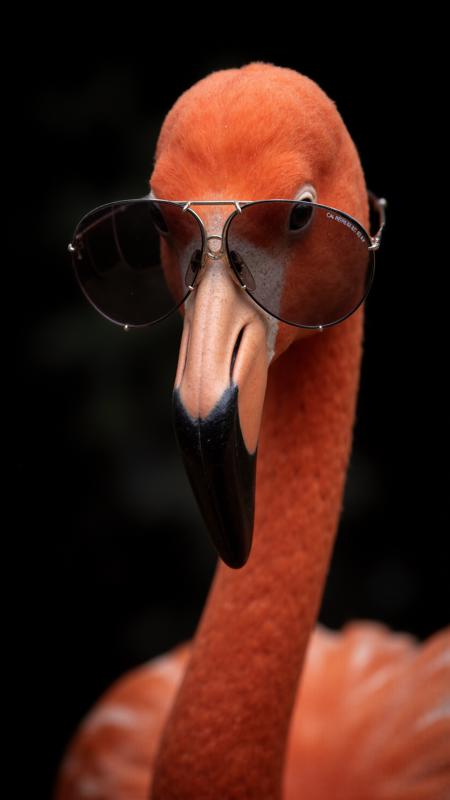 Carrera 5623 PD Sunglass [Flux] Carrera 5623 PD