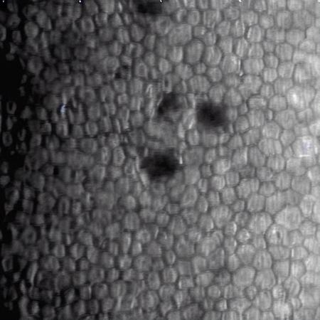 Medical SEM Style: Corneal Endothelial Cells v1.0