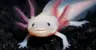 Decaprebin's Avatar